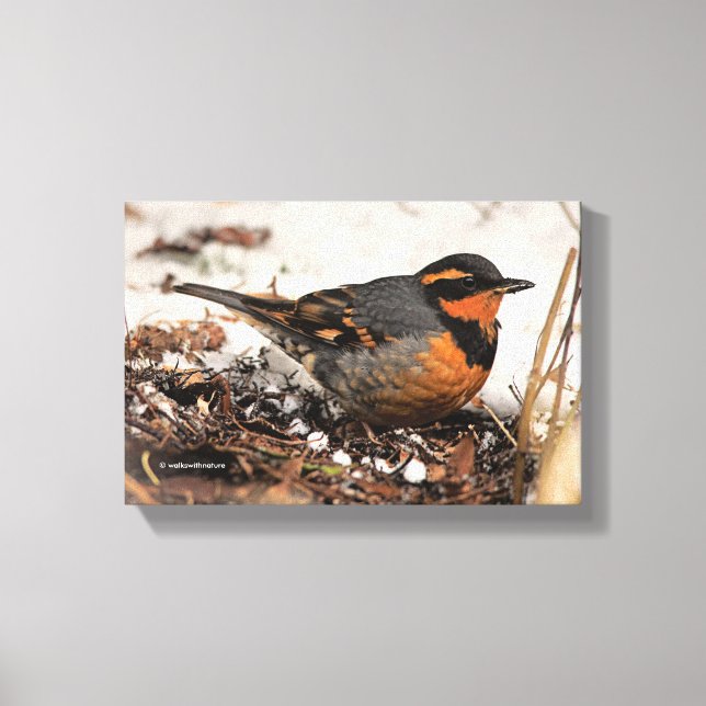 Stunning Varied Thrush Songbird in the Snow Canvas Print (Front)