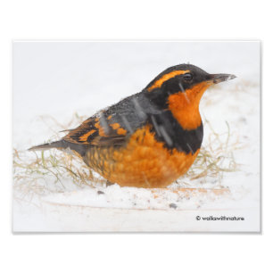Stunning Varied Thrush Songbird on Snowy Day Photo Print