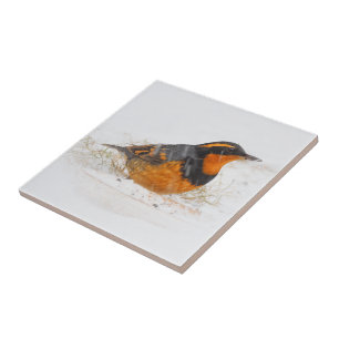 Stunning Varied Thrush Songbird on Snowy Day Tile
