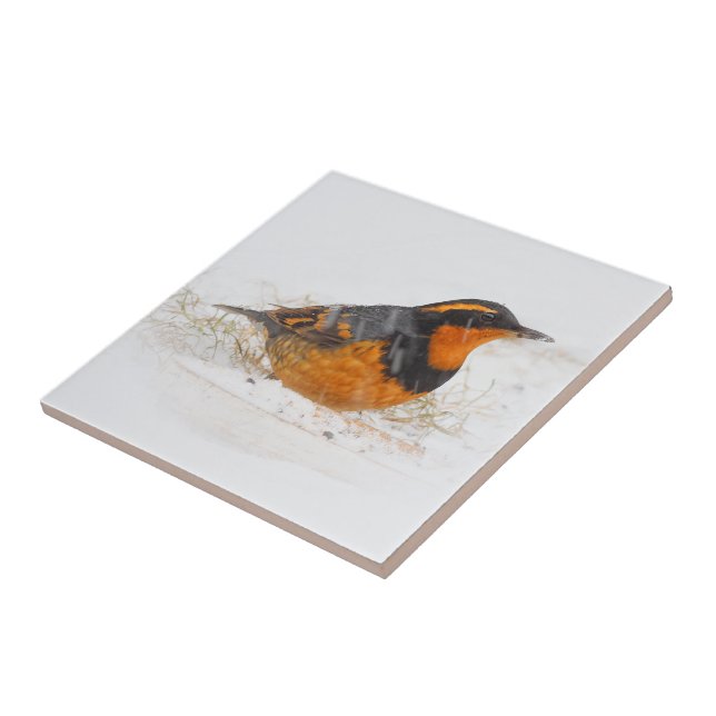 Stunning Varied Thrush Songbird on Snowy Day Tile (Side)