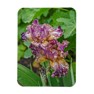 Stunning Variegated Iris Blossoms Magnet