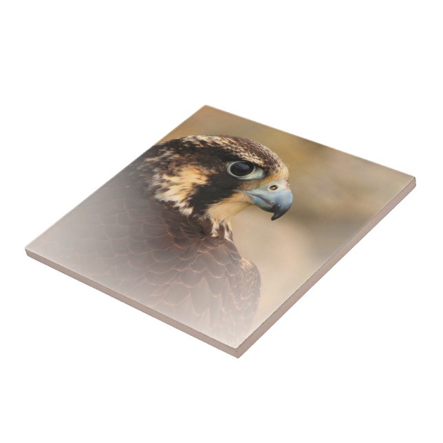 Stunning Vignetted Peregrine Falcon Tile (Side)