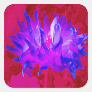 Stunning Violet Blue and Hot Pink Cactus Dahlia Square Sticker
