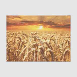 Stunning wheat field sunset tissue paper