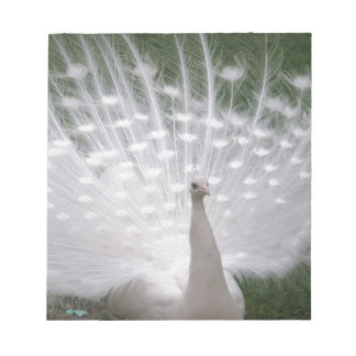 Stunning white Peacock ( Peafowl) full plume Notepad