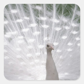 Stunning white Peacock ( Peafowl) full plume Square Sticker
