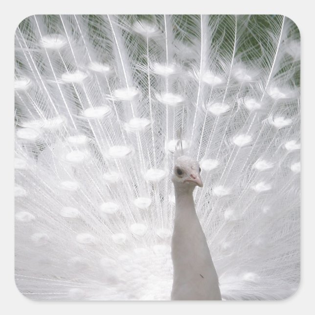 Stunning white Peacock ( Peafowl) full plume Square Sticker (Front)