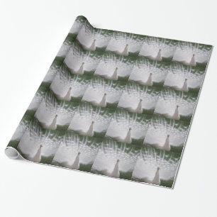 Stunning white Peacock ( Peafowl) full plume Wrapping Paper