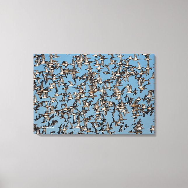 Stunning Winter Ducks in Flight Canvas Print (Front)