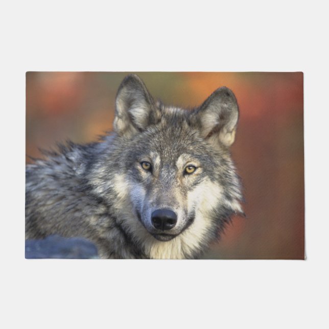 Stunning wolf portrait doormat (Front)