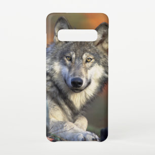 Stunning wolf portrait samsung galaxy case