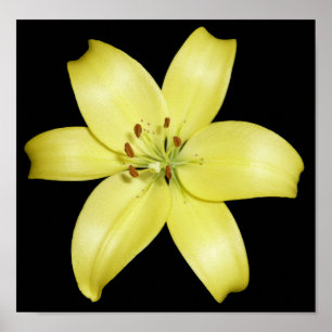 Stunning Yellow Lily Poster
