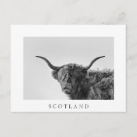 Sturdy highland cow in monochrome