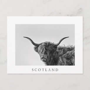 Sturdy highland cow in monochrome postcard