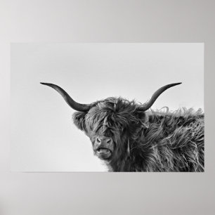 Sturdy highland cow in monochrome poster