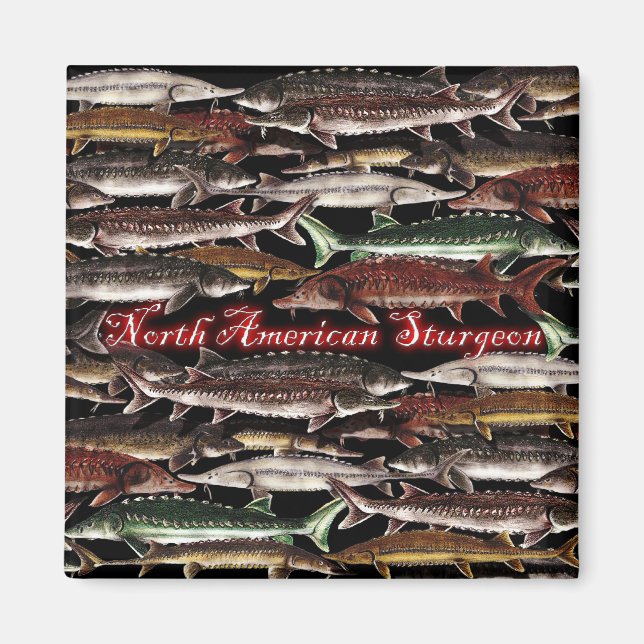 Sturgeon Magnet - North American Sturgeon (Front)