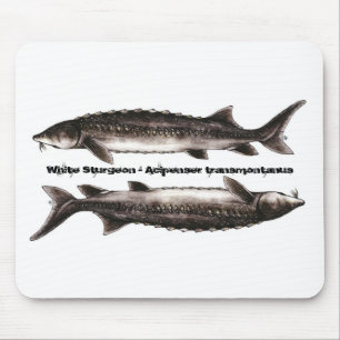Sturgeon Mouse Pad - White Sturgeon
