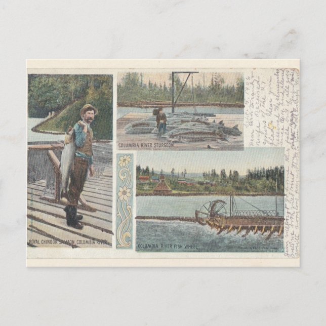Sturgeon Salmon Wheel Postcard (Front)