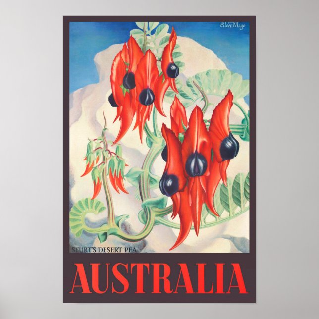 Sturt Desert Pea Australia vintage travel Poster (Front)