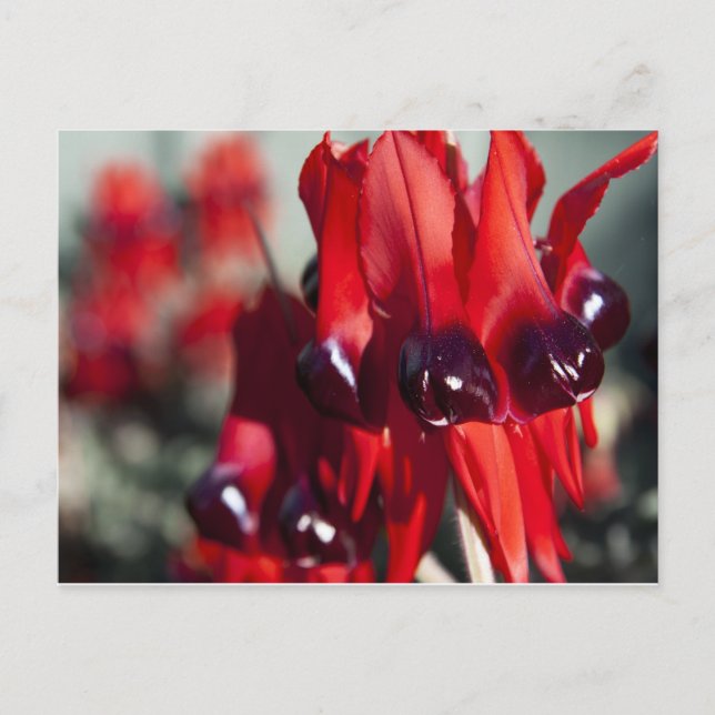 Sturt Desert Pea Postcard (Front)