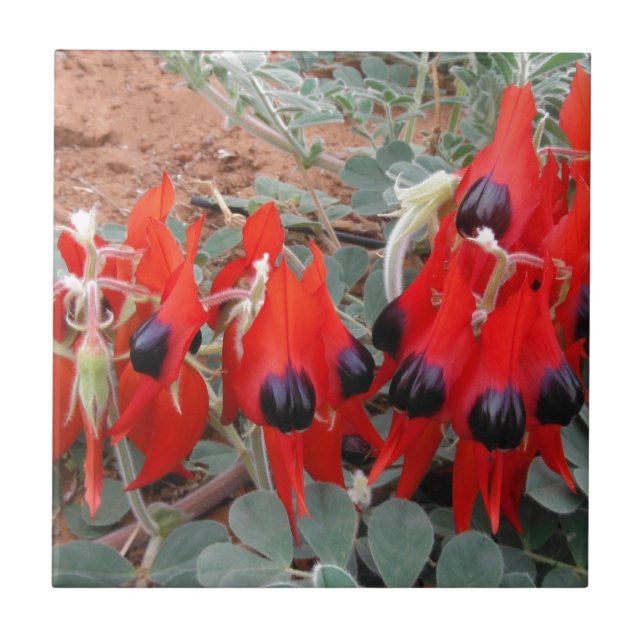 sturt desert pea tile (Front)