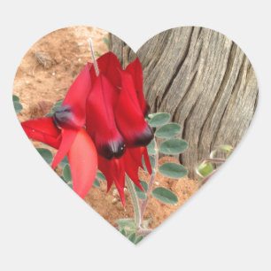 Sturt's Desert Pea autocollant coeur