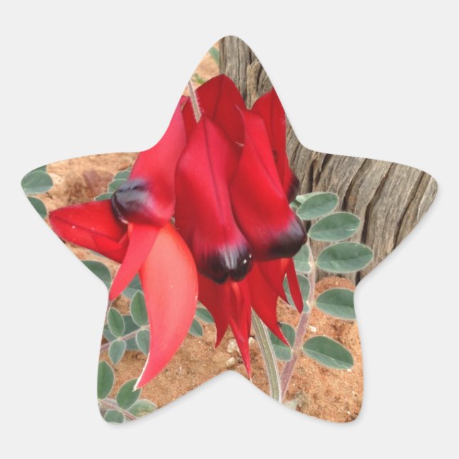 Sturt's Desert Pea star sticker (Front)