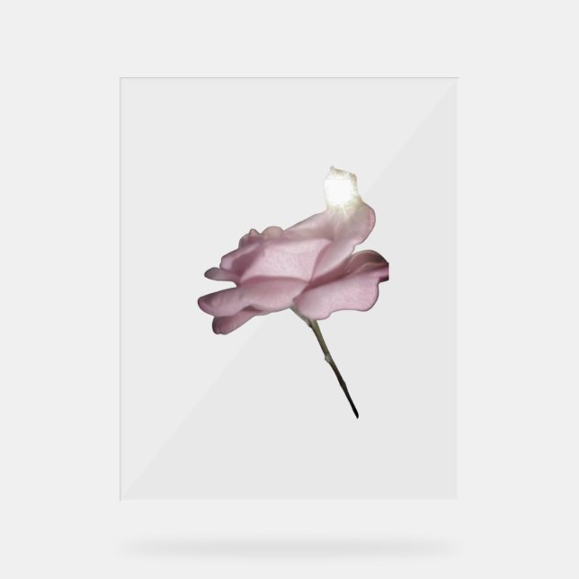 STYLE DE CONCEPTION ROSE DE SIGNE ACRYLIQUE (Recto)