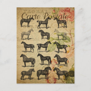 Style vintage Cheval Noir Carte Postale Française