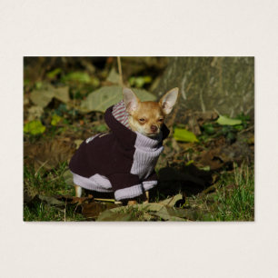 Stylish Dressed Chihuahua Puppy