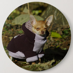 Stylish Dressed Chihuahua Puppy 6 Inch Round Button