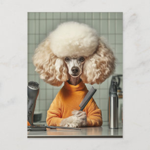 Stylish Poodle Grooming Session Postcard