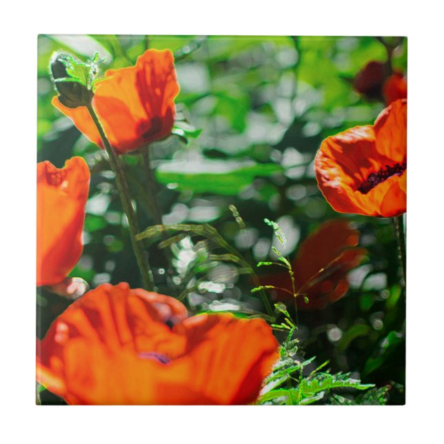 Stylized Garden Red Orange Poppy Flowers Tile (Front)