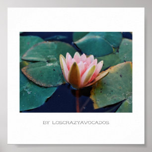 Stylized Pink Water Lily Flower Plants Poster