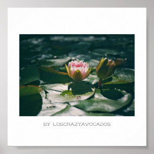Stylized Pink Water Lily Flowers Plants Poster