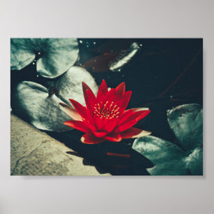 Stylized Red Green Water Lily Flower Plants Poster