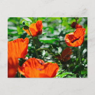 Stylized Red Poppy Flowers Garden Postcard
