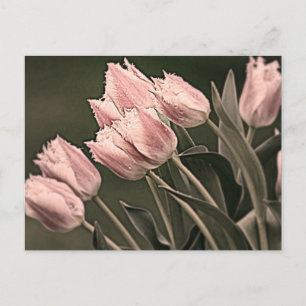 Stylized Tulips Postcard