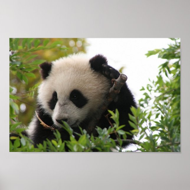 Su_Lin_giant_panda_bear_cub_at_the_San_Diego_Zoo Poster (Front)