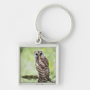 Sub-adult recently having left the nest keychain