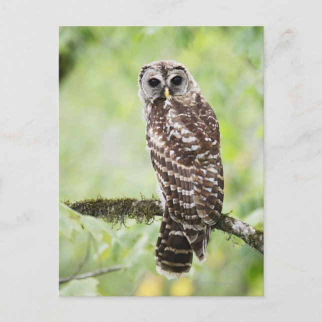 Sub-adult recently having left the nest postcard (Front)