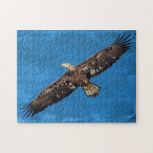 Subadult Bald Eagle in flight Jigsaw Puzzle