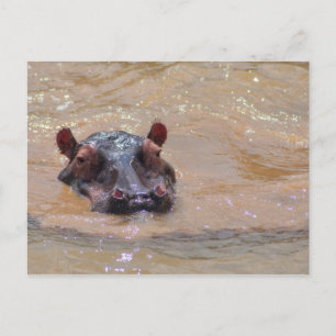 Submerged Hippo Postcard