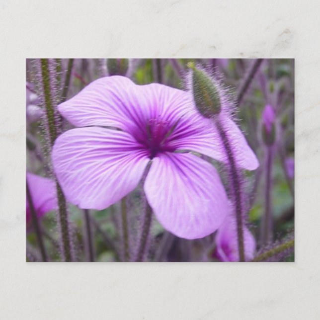 Subtle Purple Postcard (Front)