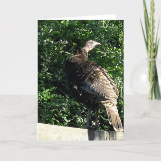 Suburban Wild Turkey Card