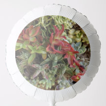 Succculents Balloon