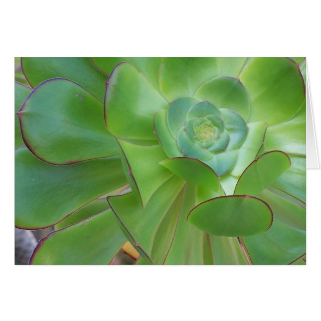 Succulent Beauty...Oxnard California (Front Horizontal)