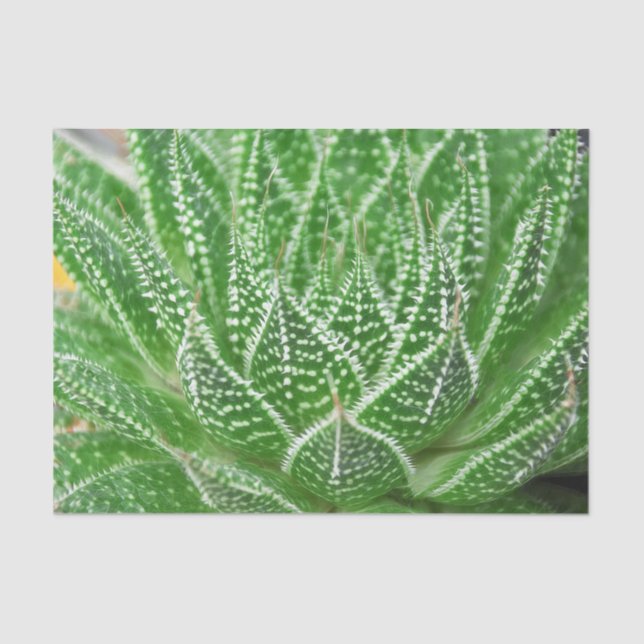 Succulent Cactus Plant Green Botanical Decoupage Tissue Paper (Front)