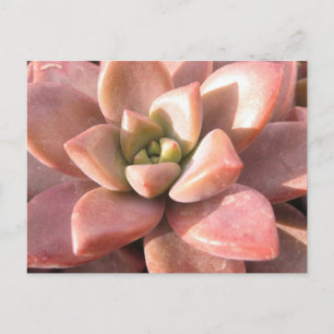 Succulent Cactus Postcard