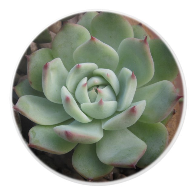 Succulent Ceramic Knob (Front)